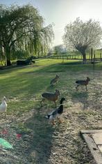 Dieren weide opvang, pluimvee, knaagdieren, Vrouwelijk, Kalkoen