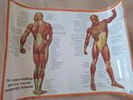 Anatomie Poster - Spieren van het Menselijk Lichaam, Ophalen of Verzenden