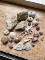 Fossielen/Schelpen Opbrengst naar goed doel!, Verzamelen, Mineralen en Fossielen, Ophalen, Fossiel
