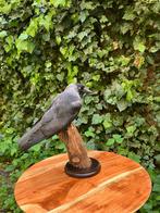 Opgezette Kauw Taxidermie, Ophalen of Verzenden, Zo goed als nieuw, Vogel, Opgezet dier