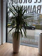 Diverse planten met mooie plantenbak, Huis en Inrichting, Kamerplanten, Ophalen, Overige soorten, Halfschaduw, In pot