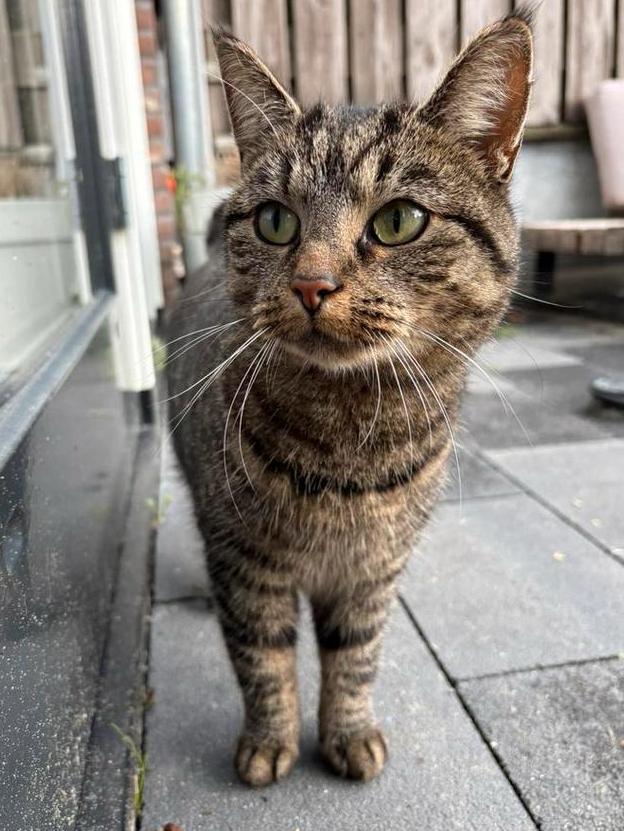 2 lieve poezen zoeken een fijn, blijvend huis, Dieren en Toebehoren, Katten en Kittens | Raskatten | Korthaar, Poes