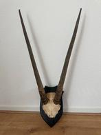 Oryx Gazelle Schedel met Hoorns, Ophalen of Verzenden, Zo goed als nieuw, Wild dier, Schedel