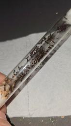 Messor ibericus mieren kolonie, Dieren en Toebehoren, Insecten en Spinnen