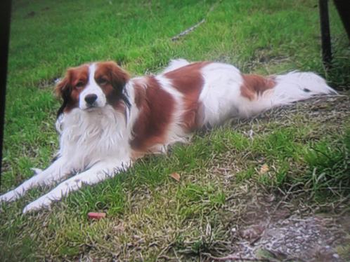 TE KOOP SUPER MOOIE KOOIKER REU! !, Dieren en Toebehoren, Honden | Chihuahua's en Gezelschapshonden, Reu, Overige rassen, Particulier