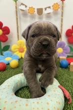 Cane Corso Pups, Parvo, België, Particulier, Overige rassen