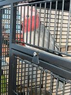 Vrouwelijke Rose kaketoe met grote kooi toebehoren!, Ophalen, Nieuw, Metaal, Vogelkooi