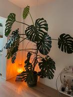 Monstera - 280 cm hoog met pot, Huis en Inrichting, Kamerplanten, Overige soorten, Halfschaduw, In pot, 200 cm of meer