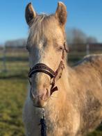 Paint merrie, Dieren en Toebehoren, Merrie, Minder dan 160 cm, Recreatiepaard, 0 tot 2 jaar