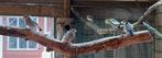 Rijstvogels, Dieren en Toebehoren, Vogels | Overige Vogels, Meerdere dieren, Tropenvogel