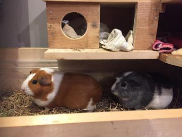 Knaagdieren opvang/oppas beschikbaar voor biedingen