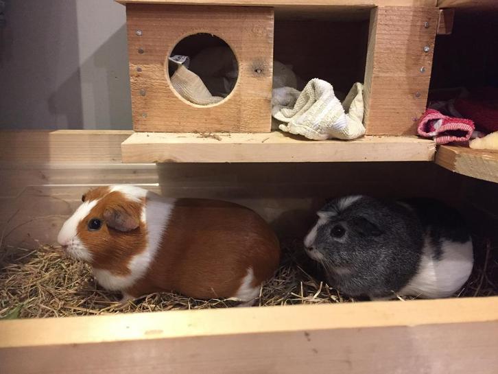 Knaagdieren opvang/oppas, Dieren en Toebehoren, Knaagdieren, Meerdere dieren, Overige typen, Januari, Tam