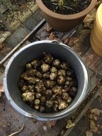 Aardperen, Tuin en Terras, Ophalen