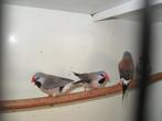 tropische vogeltjes, Dieren en Toebehoren, Meerdere dieren