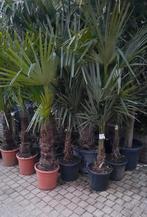 Palmbomen trachycarpus fortunei winterhard., Volle zon, Ophalen, Palmboom