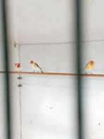 5 majoor putters  witkopputters   2025 in één koop, Meerdere dieren, Wildzangvogel, Geringd