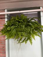 Nephrolepis exaltata' Pom pom', Ophalen of Verzenden, Overige soorten, Minder dan 100 cm
