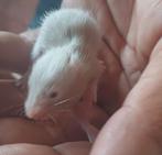Hamsters te koop, Hamster, Juli, Meerdere dieren, Tam