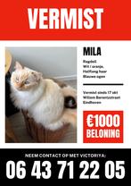 €1000 BELONING | Vermist Ragdoll Poes Mila, Dieren en Toebehoren, Vermiste en Gevonden Dieren, Kat