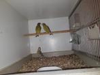 Groenlingen, Meerdere dieren, Tropenvogel