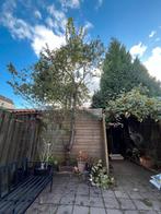 Gratis Pruimenboom (zelf uitgraven), Tuin en Terras, Planten | Bomen, Overige soorten, Lente, 400 cm of meer, Ophalen