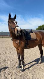 Lieve KWPN ruin van bijna 16, Dieren en Toebehoren, Paarden, Gechipt, 175 cm of meer, Ruin, L