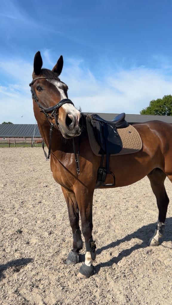 Lieve KWPN ruin van bijna 16, Dieren en Toebehoren, Paarden, Ruin, L, 175 cm of meer, 11 jaar of ouder, Recreatiepaard, Gechipt
