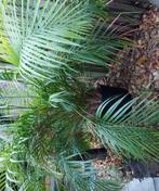 Grote palm kamerplant, Huis en Inrichting, Kamerplanten, Ophalen, 100 tot 150 cm, Palm, Halfschaduw
