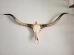 Longhorn schedel, Ophalen of Verzenden, Zo goed als nieuw