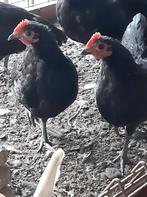 Australorp kriel haan ruilen, Dieren en Toebehoren, Pluimvee, Mannelijk, Kip