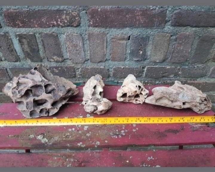 Schedel bot materiaal Mammoet mammuthus Pleistoceen wolharig, Verzamelen, Mineralen en Fossielen, Fossiel, Ophalen of Verzenden