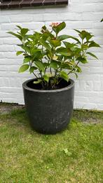 Hortensia in Bloempot | Roze Hortensia samen met Pot, Ophalen of Verzenden