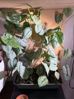 Scindapsus Silver Cloud groot, Ophalen of Verzenden, Overige soorten, Minder dan 100 cm