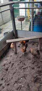 Hollandse kriel, Dieren en Toebehoren, Pluimvee, Meerdere dieren, Kip