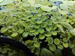 Vlotvaren salvinia minima aquarium drijfplant, Dieren en Toebehoren, Ophalen, Zo goed als nieuw, Plant(en), Steen of Hout