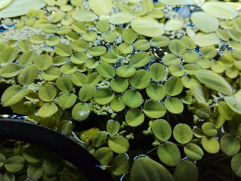 Vlotvaren salvinia minima aquarium drijfplant, Dieren en Toebehoren, Vissen | Aquaria en Toebehoren, Zo goed als nieuw, Plant(en), Steen of Hout