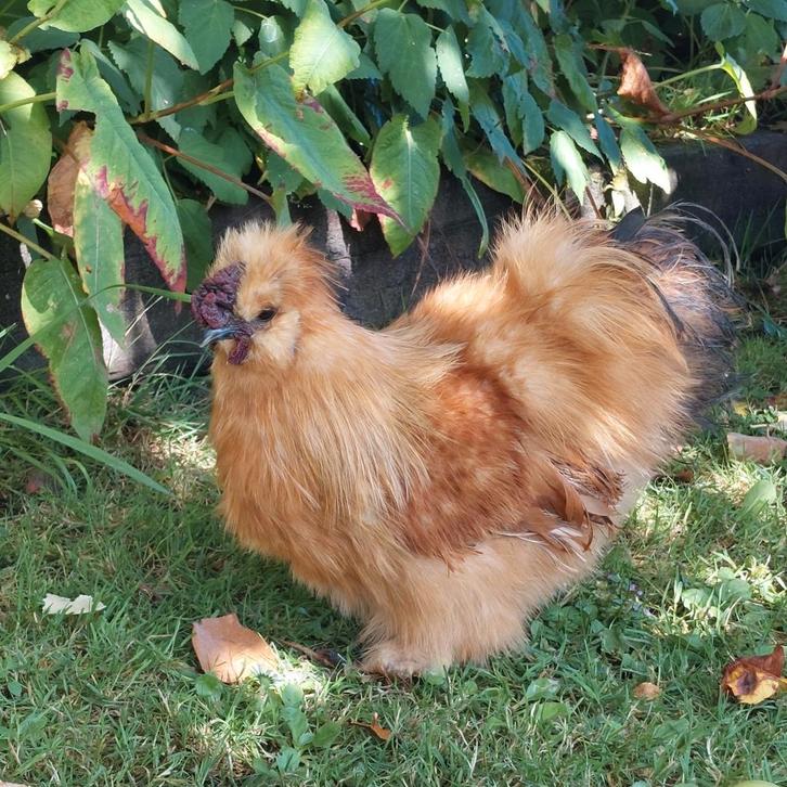 Zijdehoen haan kriel, Dieren en Toebehoren, Pluimvee, Kip, Mannelijk