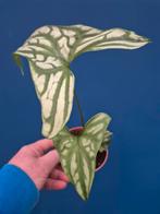 Cersestis Mirabilis p10 (2)