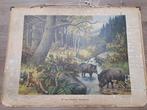 Oude schoolplaten (hard karton,posterformaat), Ophalen, Natuur en Biologie