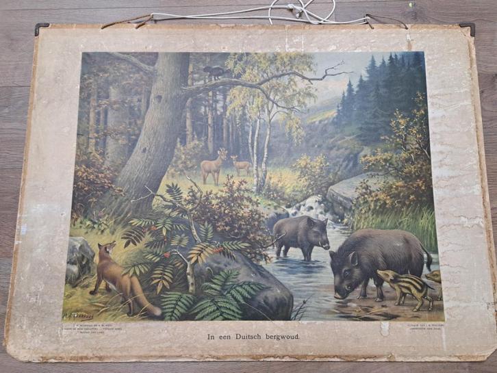 Oude schoolplaten (hard karton,posterformaat), Antiek en Kunst, Antiek | Schoolplaten, Natuur en Biologie, Ophalen