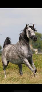 Wild Magic KA AJ Elaf X Wild Dream (QR Marc), Merrie