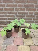 Tetrapanax papyrifera `Steroidal Giant` - Rijstpapierplant, Ophalen, Zomer, Volle zon