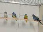 Te koop splendids parkieten, Dieren en Toebehoren, Vogels | Parkieten en Papegaaien