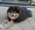 Prachtige kleine blauw en tan keeshond met stamboom, België, Fokker | Hobbymatig, 15 weken tot 1 jaar, Reu