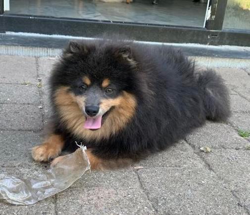 Prachtige kleine blauw en tan keeshond met stamboom, Dieren en Toebehoren, Honden | Poolhonden, Keeshonden en Oertypen, Reu, Keeshond