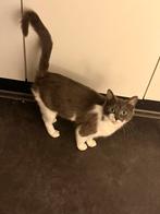 Tifa zoekt een rustig en liefdevol thuis, Dieren en Toebehoren, Katten en Kittens | Overige Katten, Poes