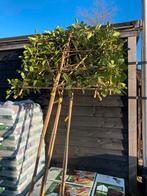 Lei bomen groen blijvend, Ophalen of Verzenden, Halfschaduw, Leiboom