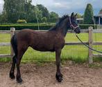 2 mooie friese merrie veulens, Dieren en Toebehoren, Paarden, Minder dan 160 cm, Ruin, Niet van toepassing, 0 tot 2 jaar