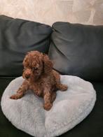 Toypoedel mini reutje nog 1 pup beschikbaar!, Dieren en Toebehoren, Honden | Chihuahua's en Gezelschapshonden, Poedel, Reu, CDV (hondenziekte)