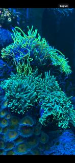Groene toorts koraal stekken, Dieren en Toebehoren, Vissen | Aquariumvissen, Overige typen, Zoutwatervis